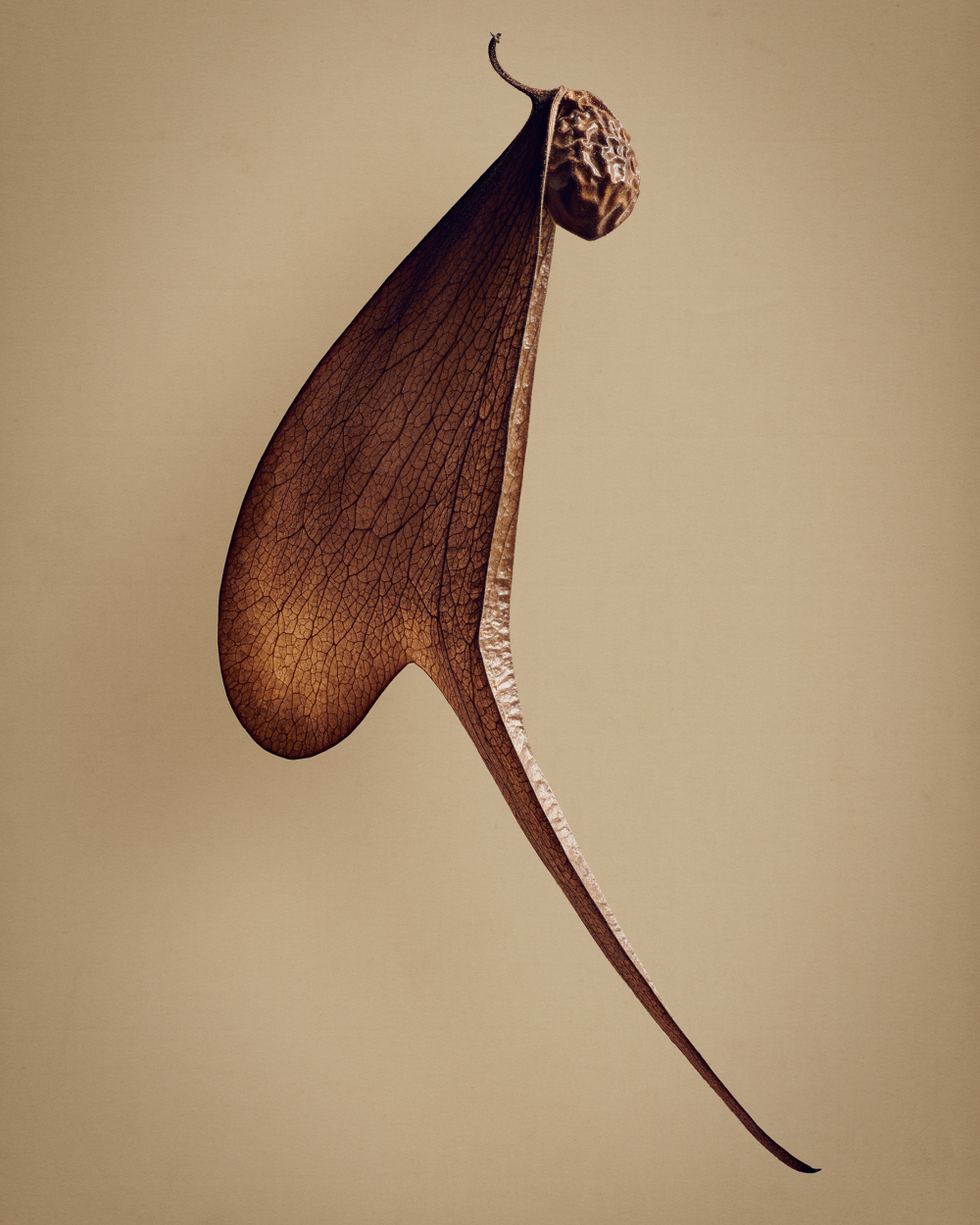 Levon Biss Gallery 3