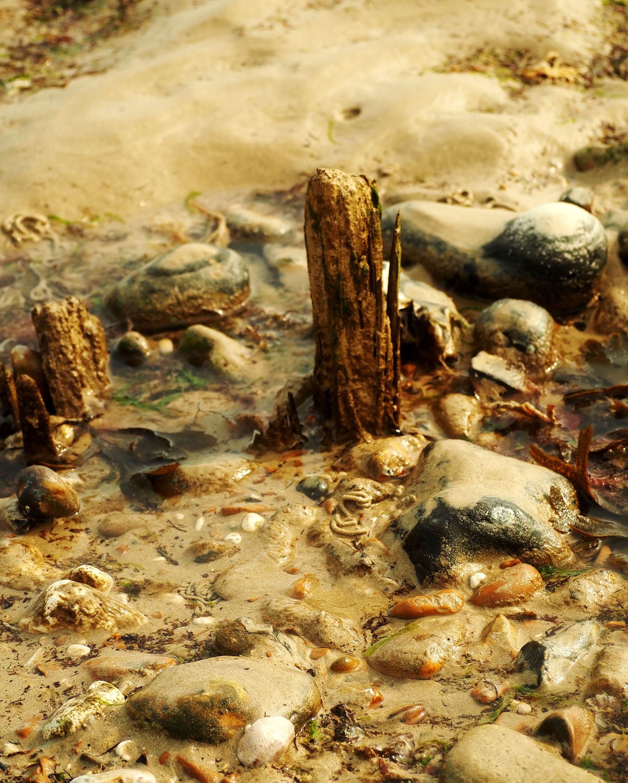 5562629 Edith Templeton Groyne With Sand