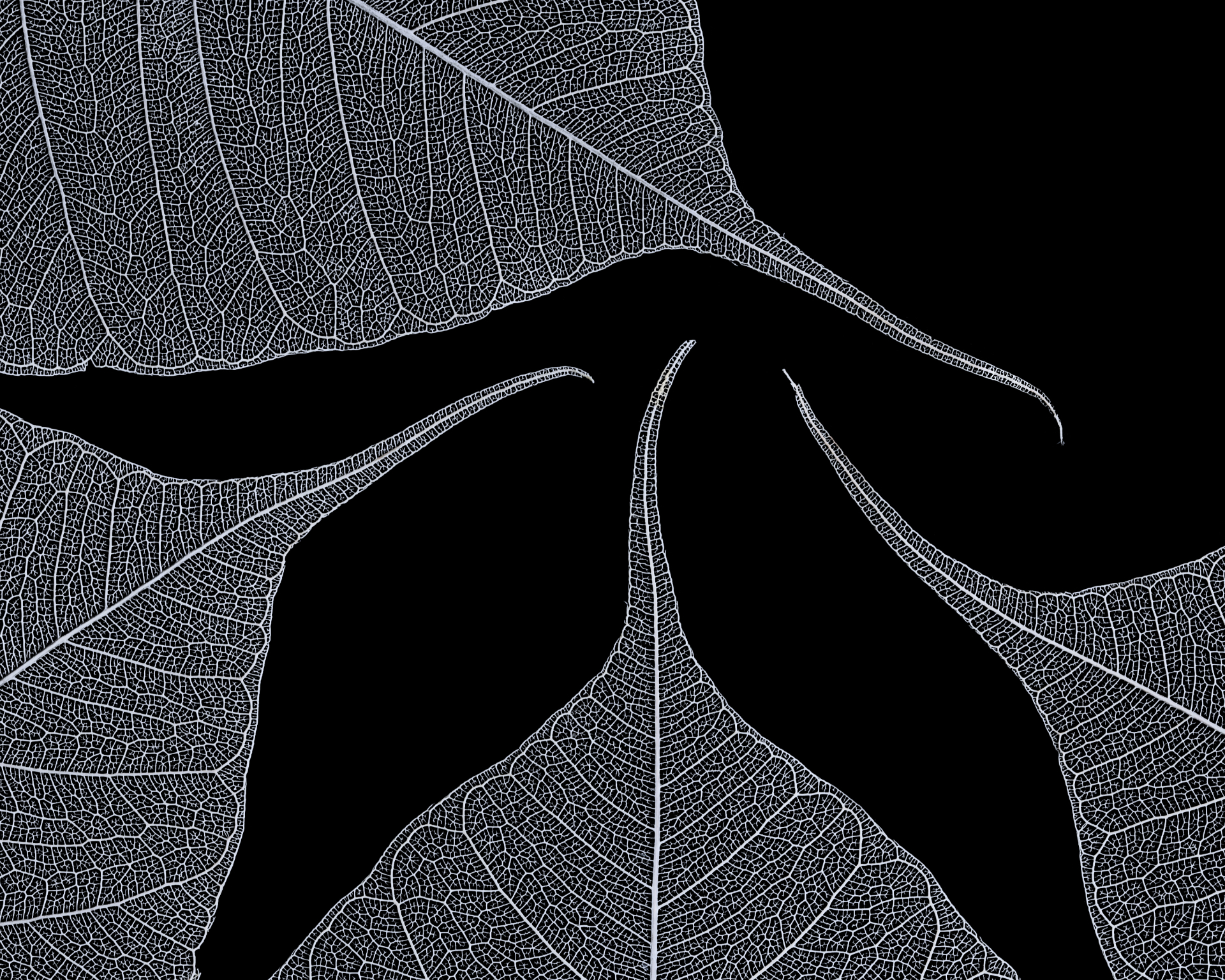 3044253 29 Shortlisted Skeleton Leaves By Julia Briggs