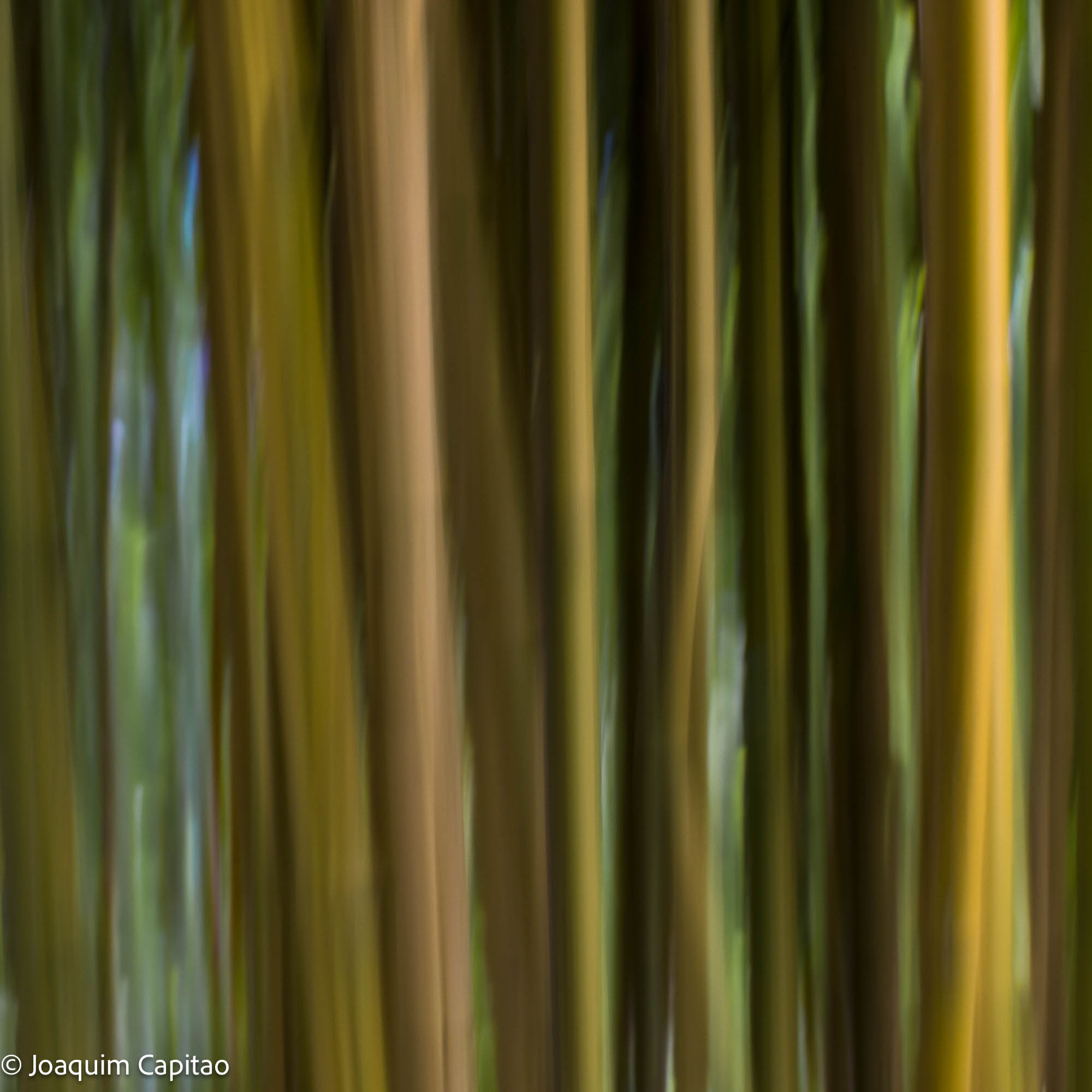 Belgium Joaquim Capitao 01 Bamboo