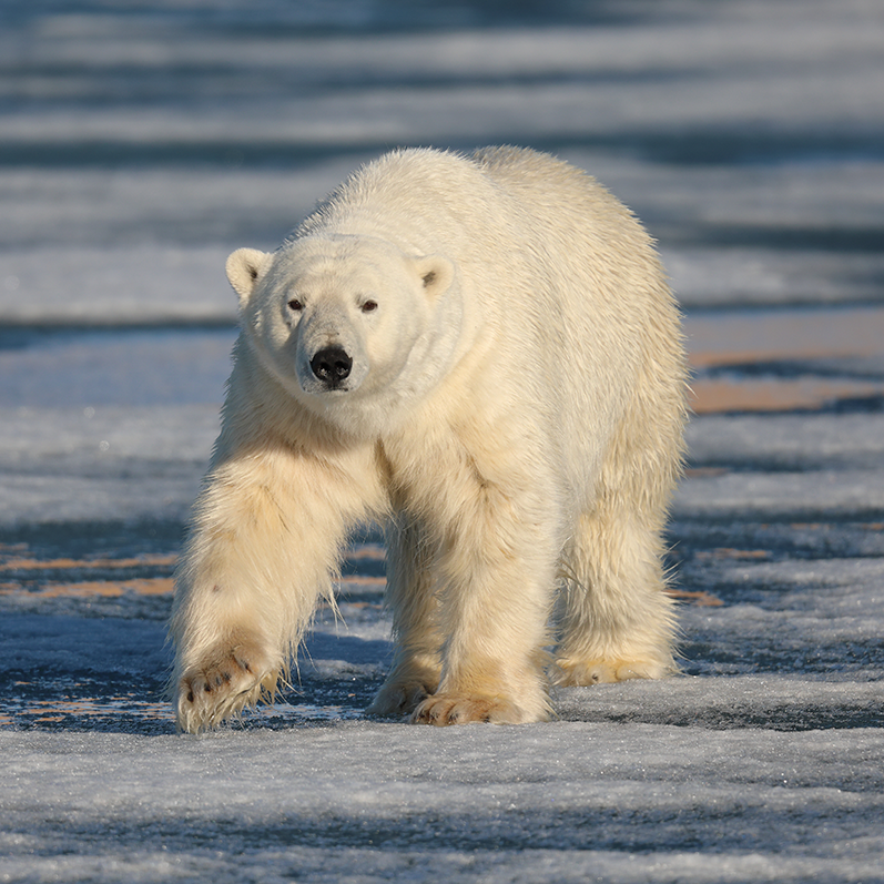 Socsvalbard Talk 140