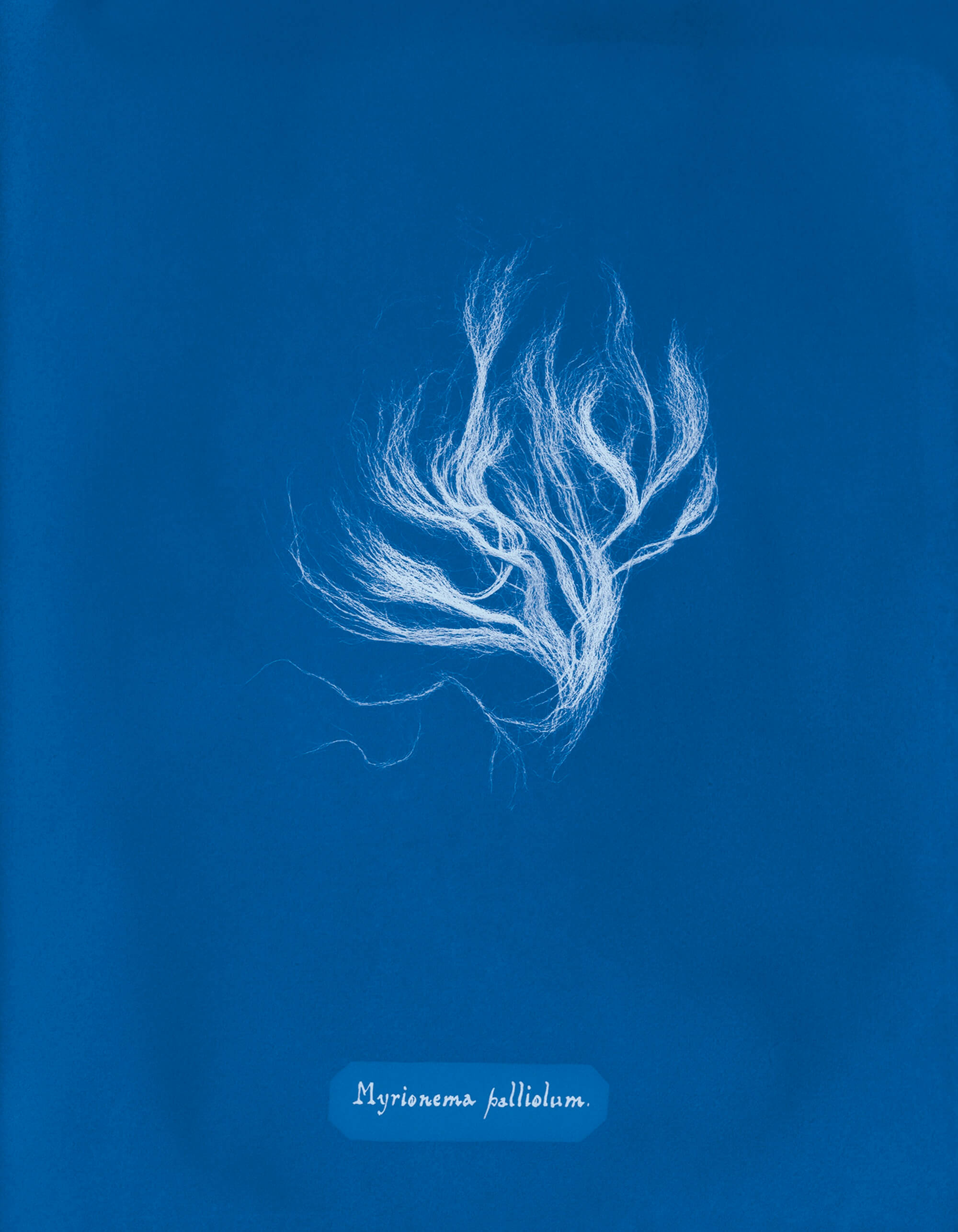 Web Synthetic Fur Hood