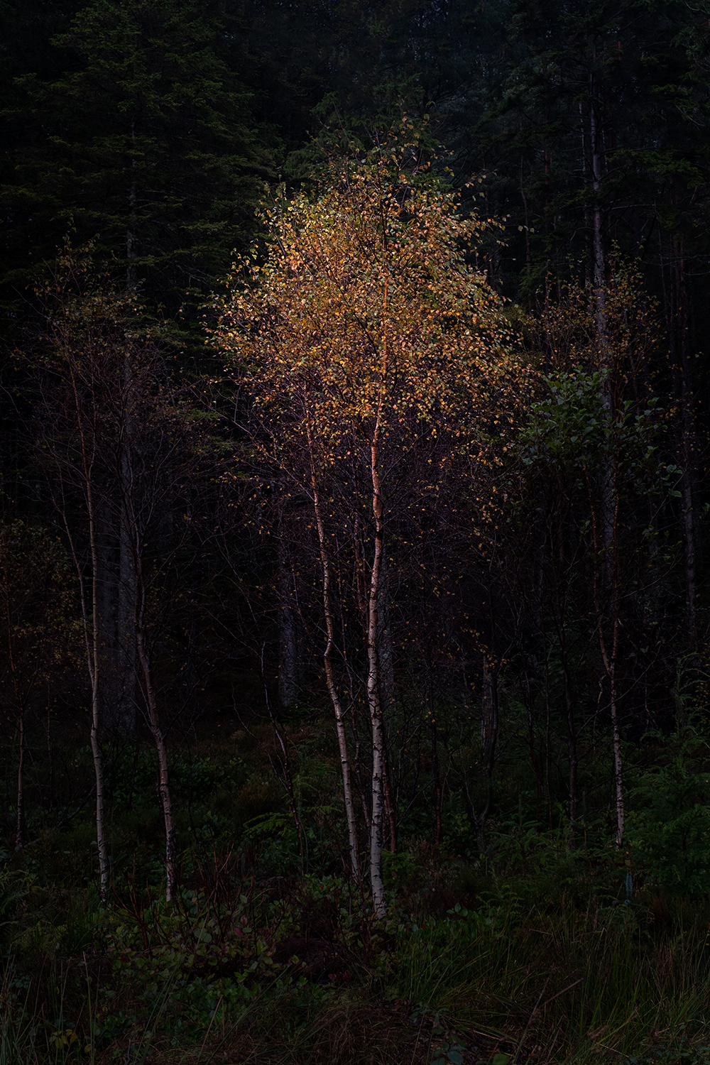 Golden Solitude R Duggan LRPS