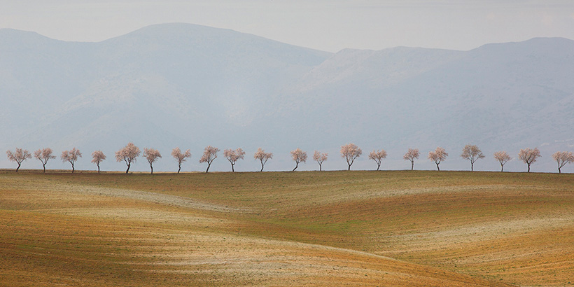 Tony Worobiec line of trees