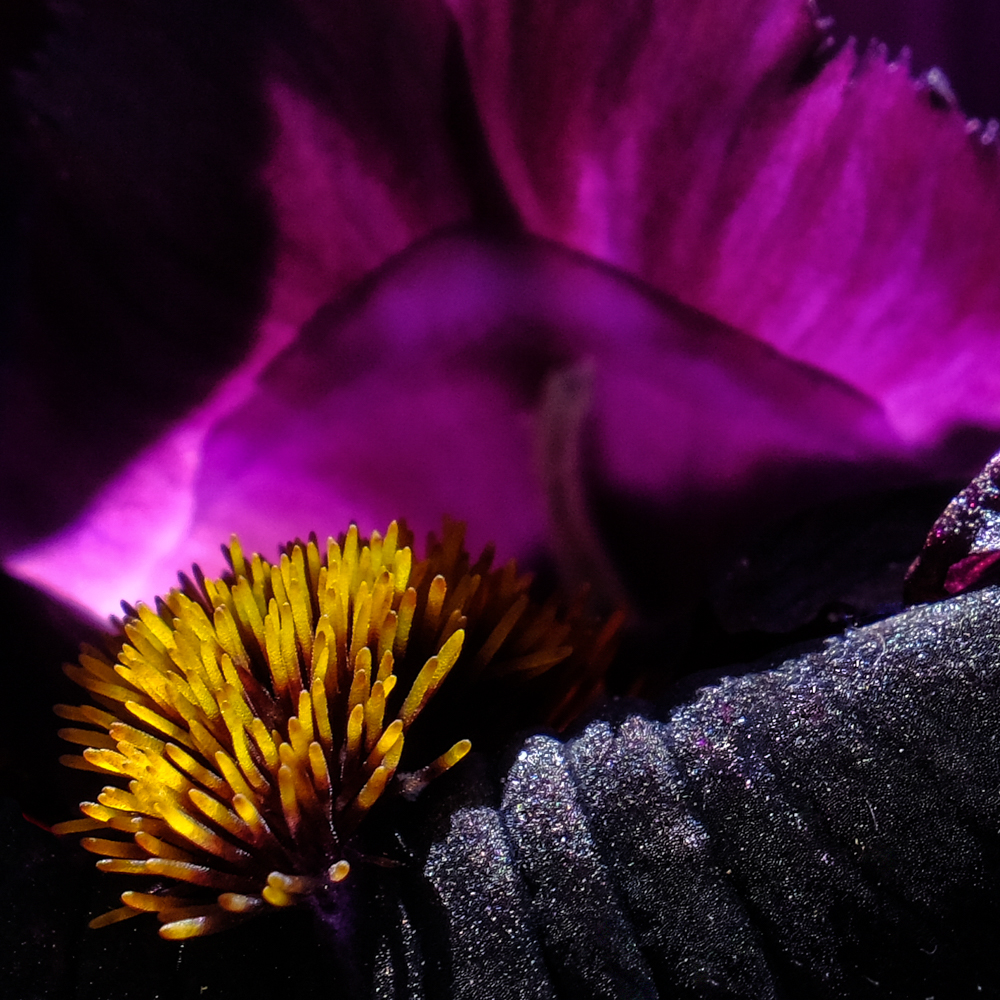 Black Swan Iris Nigel Dutt