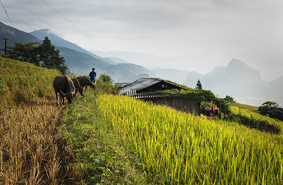 Early Morning In The Rice Fields, Vietnam