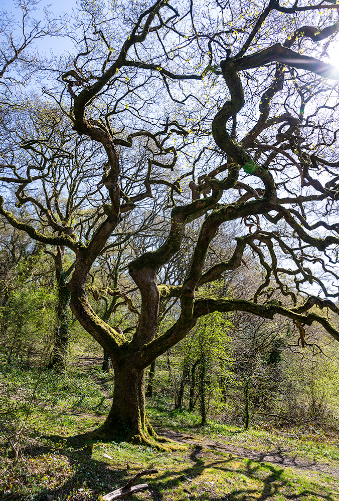 Westokementtree D Lander
