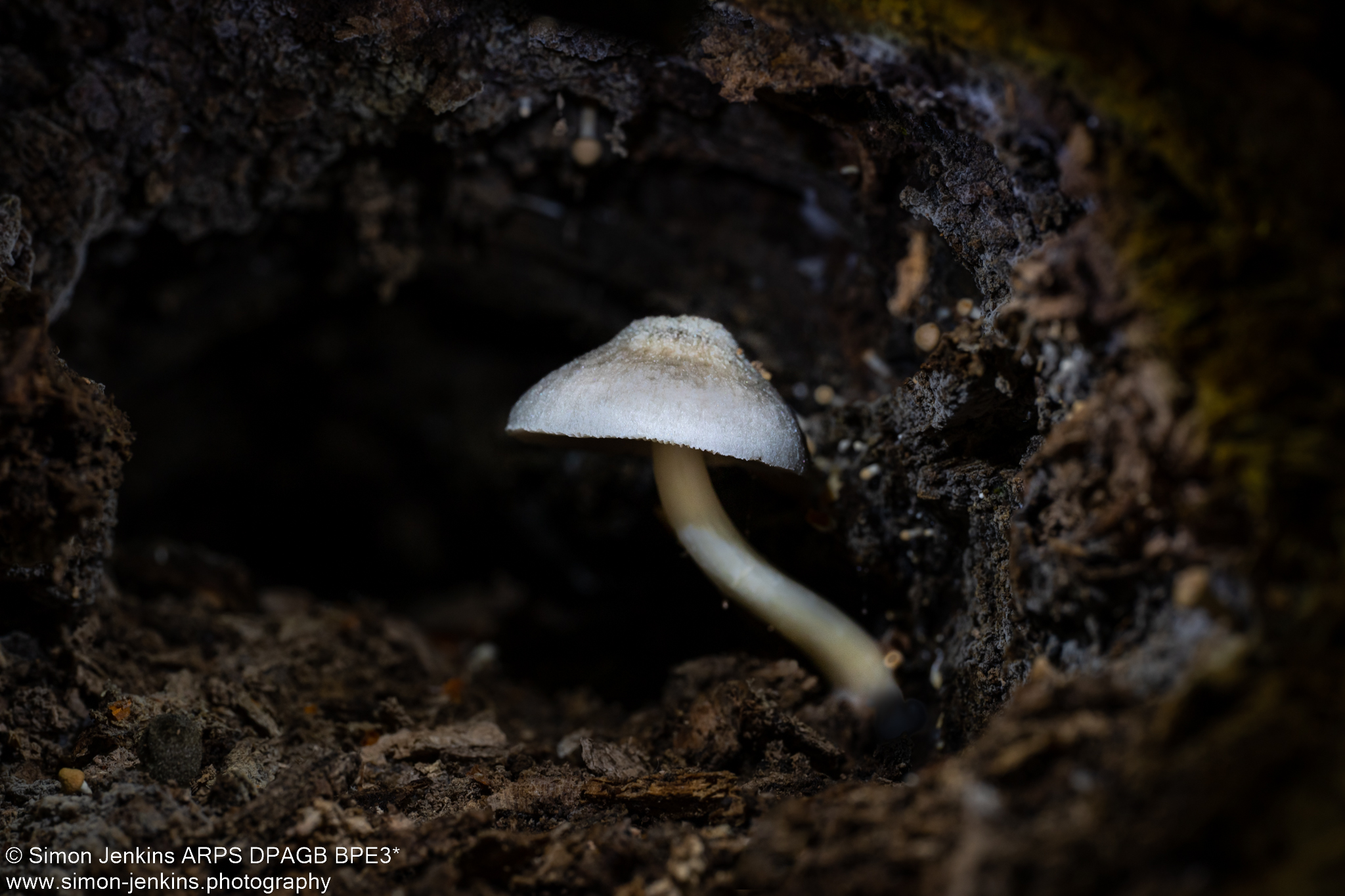 Simon Lowres SA10458