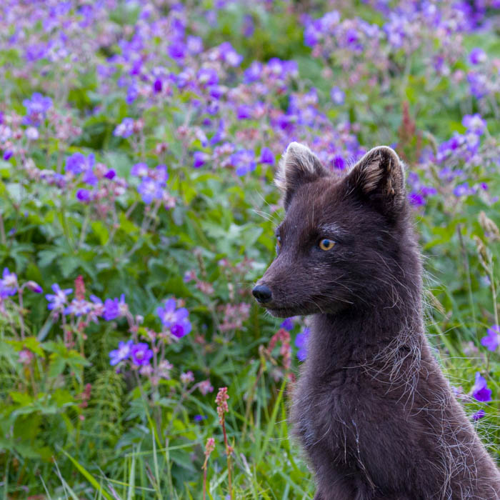 15 Joaquimcapitao Iceland Wildlife 01