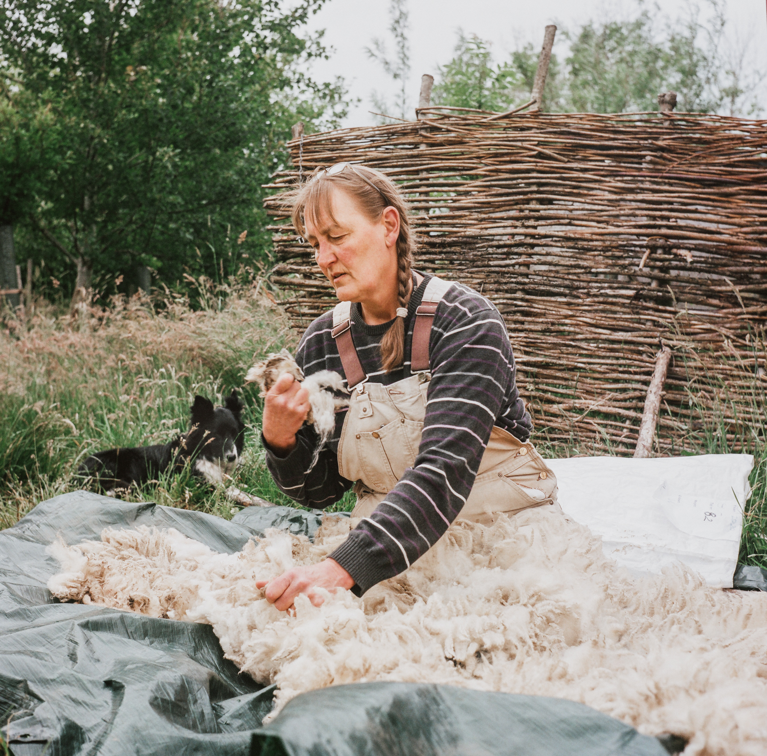 Joanne Coates  Fransje Sorts fleece from her shetland sheep