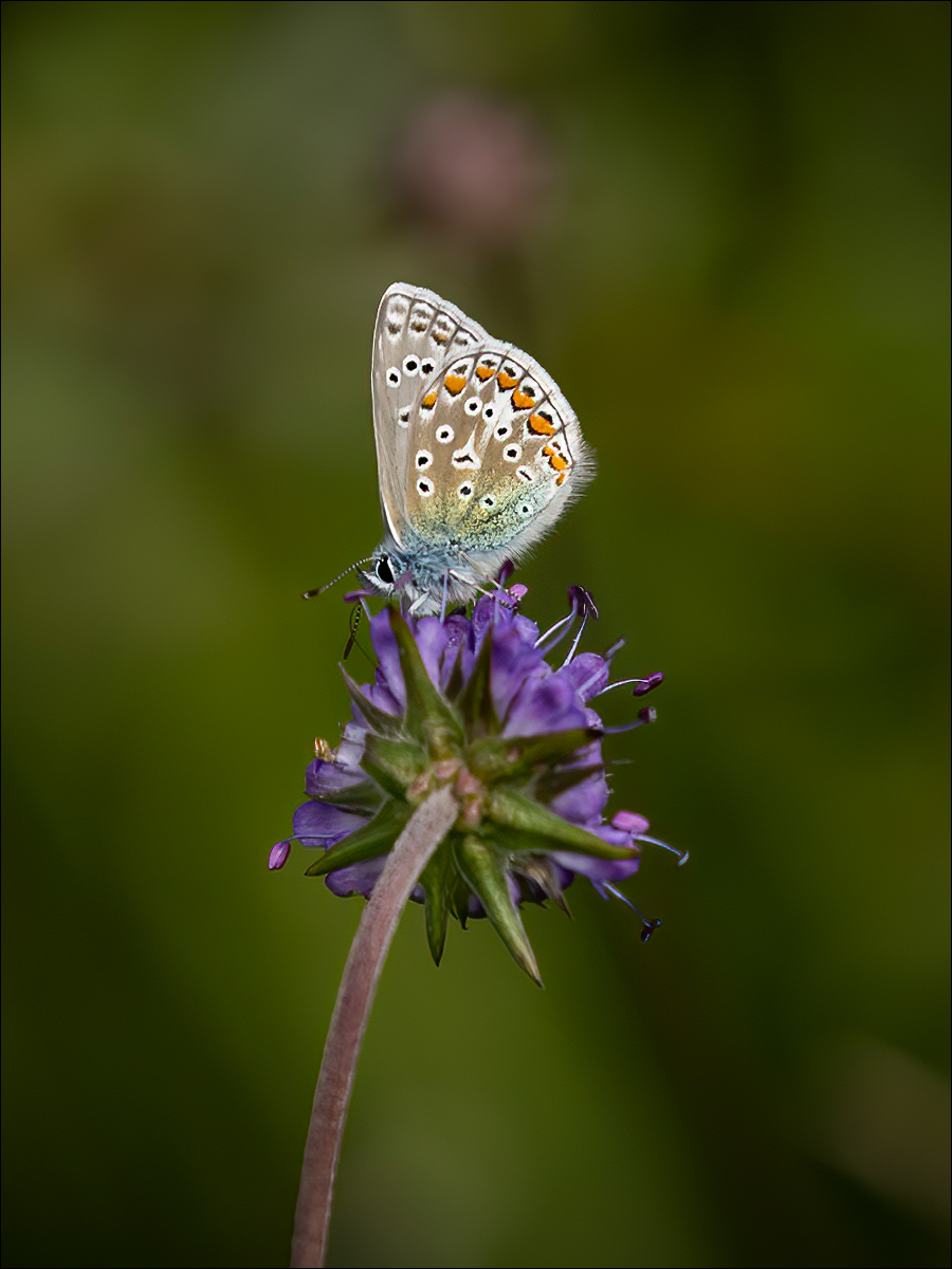 Common Blue By Sandy Fothergill