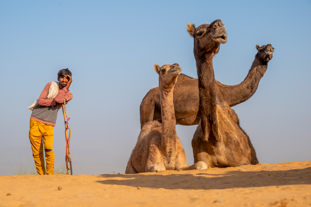 Camel Herder Resting, India by Jo Court