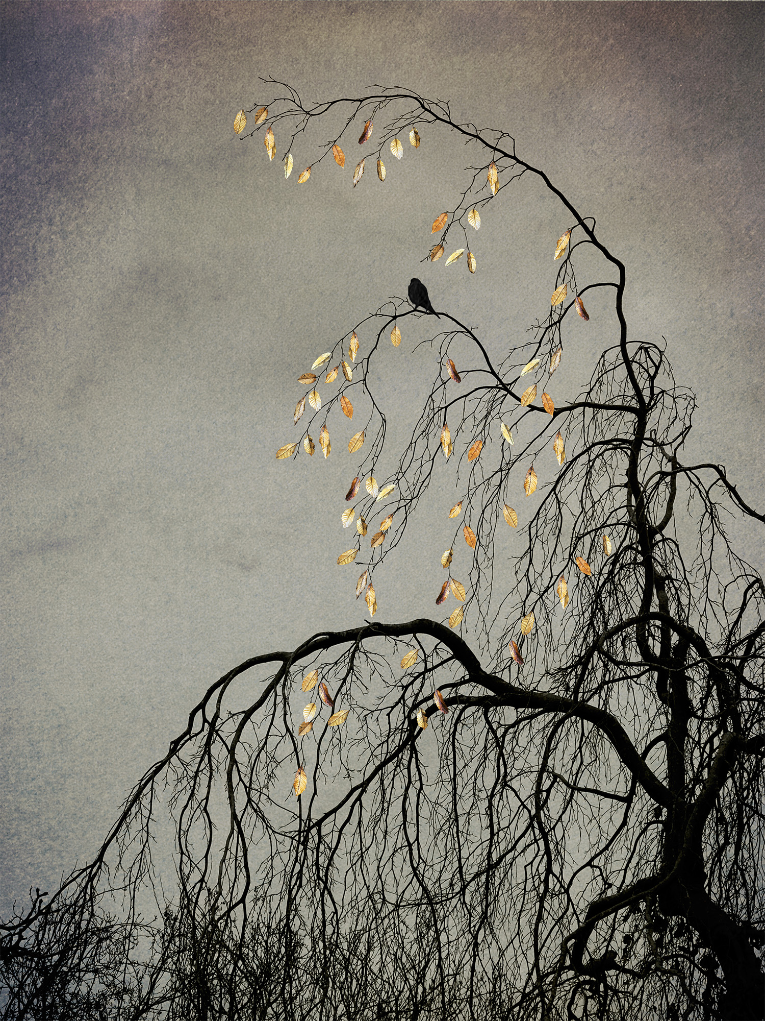 5573703 Shamani Surendran The Last Bird Song 1