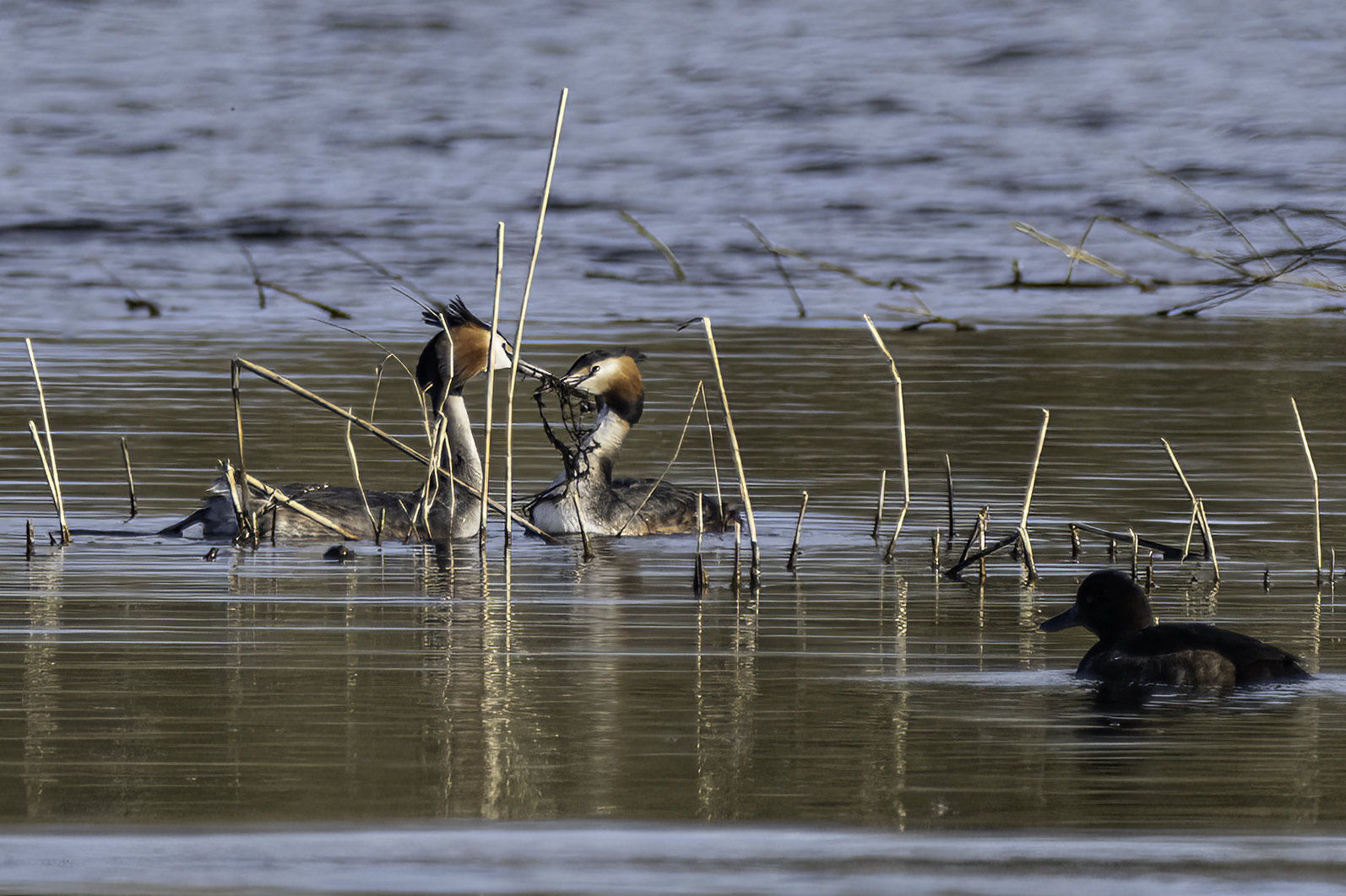 Great Crested Grebe Courtship By Christine Holt