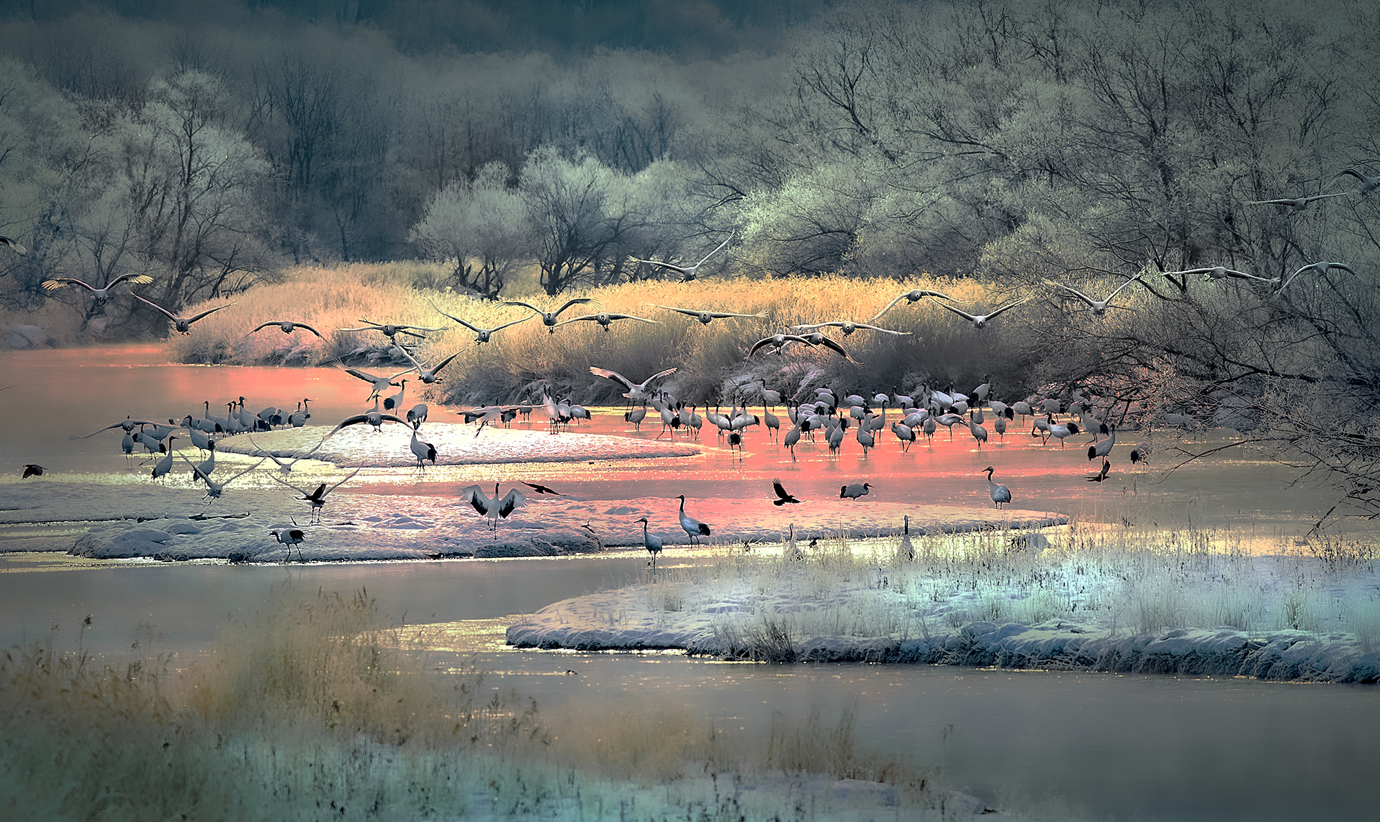 5064295 Peter Stott Arps Crane Roost At Dawn Hokkaido