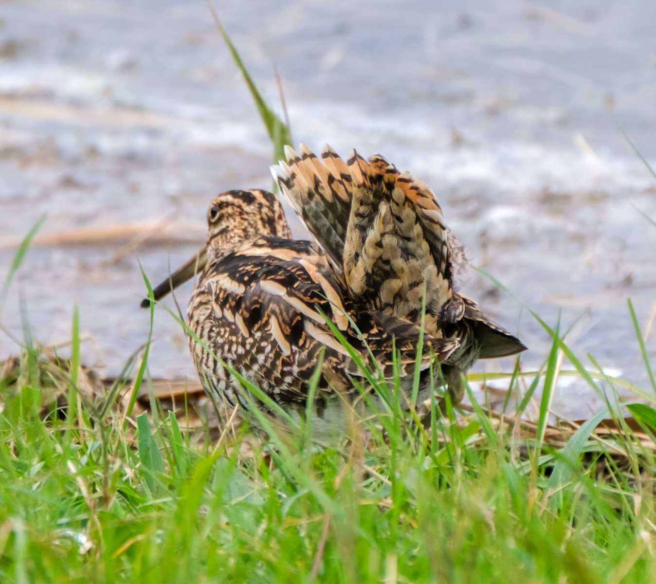 Snipe Display By Ann Miles
