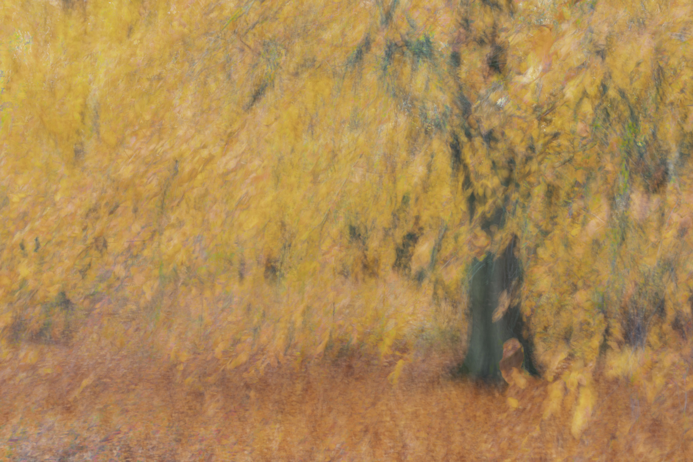 2511 Jaynesanderson Autumn Splendour