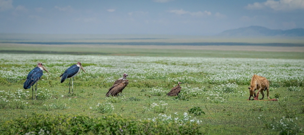 600X7206 Lining Up For The Hyena's Lunch,Serengetti Yvette Smith CPAGB
