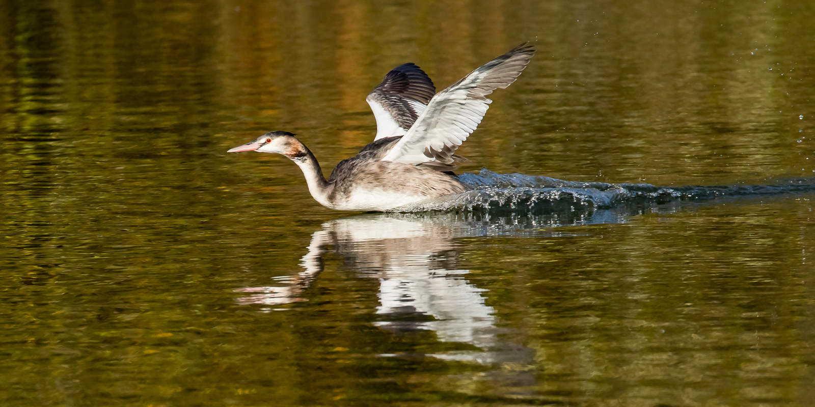 5Grebes In Flight