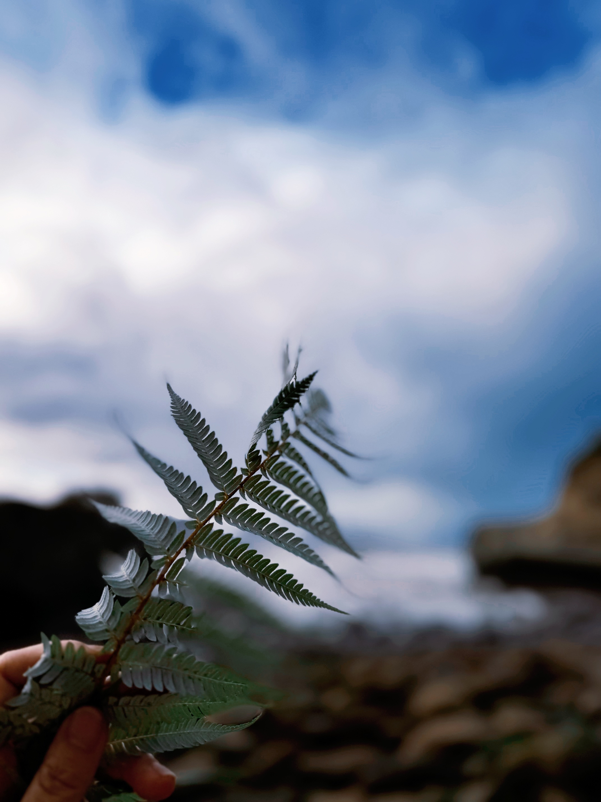 5534504 Lei Gao Frond Of Aotearoa