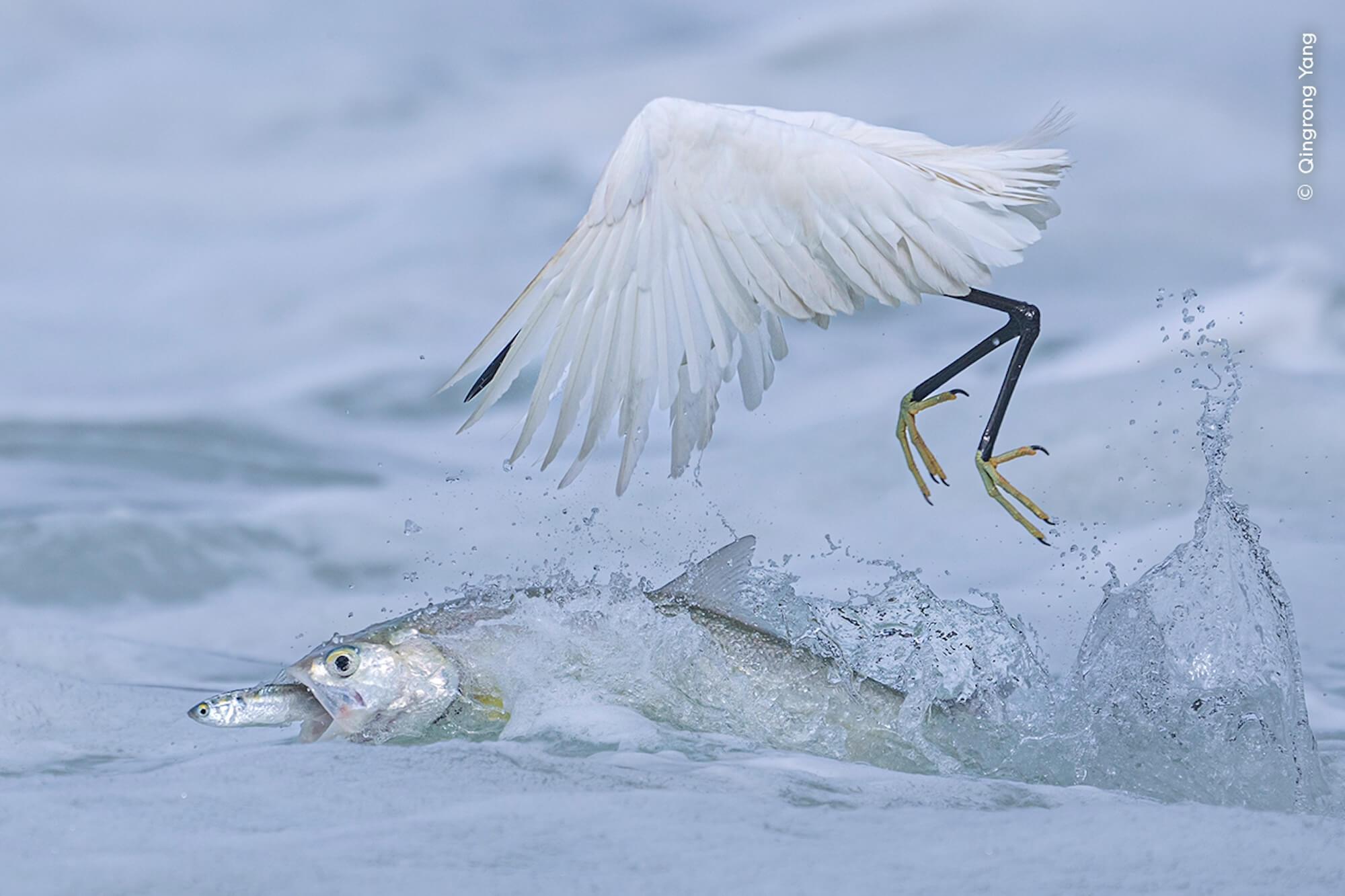 © Qingrong Yang, Courtesy Wildlife Photographer Of The Year