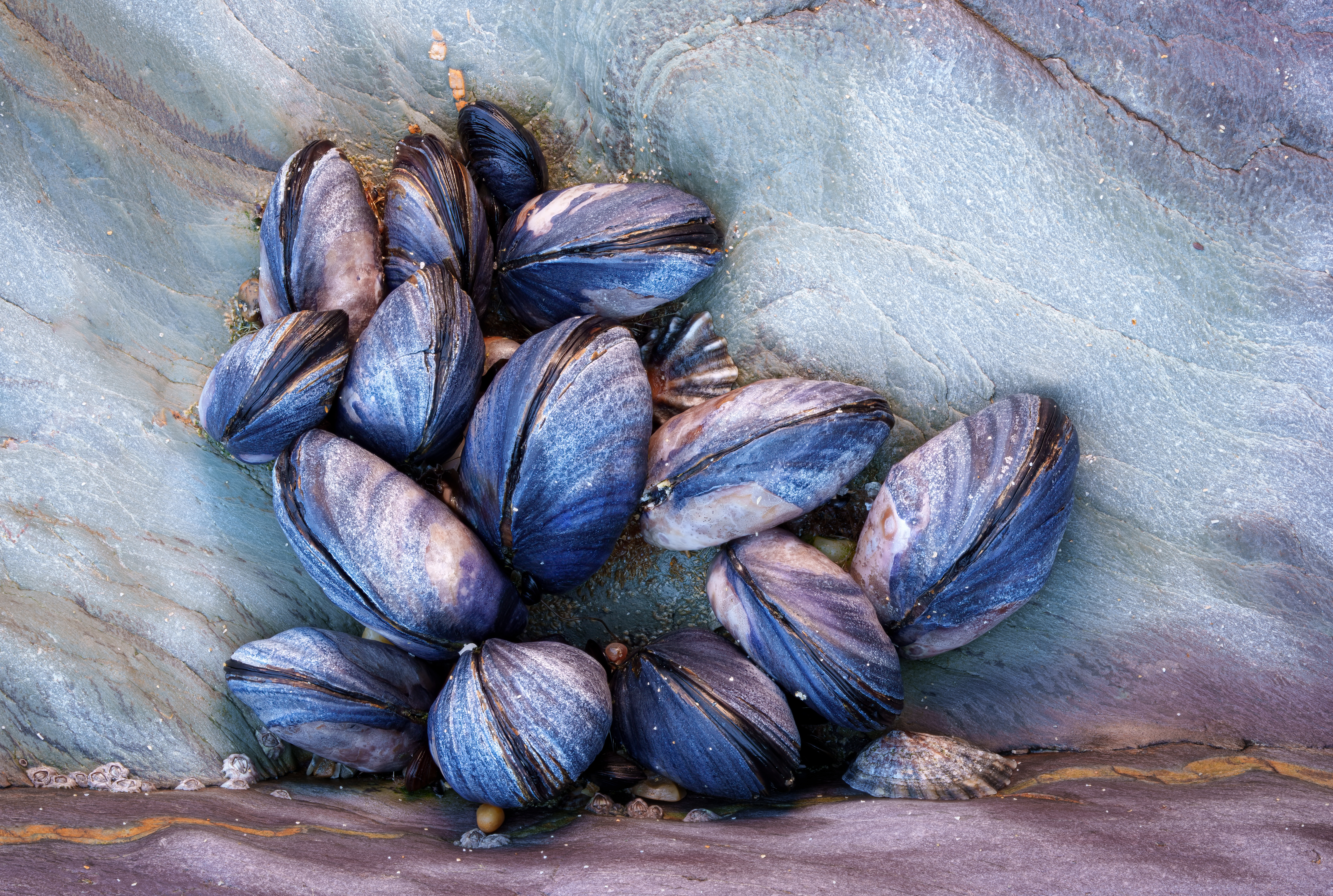 Mussels By Martin Tomes