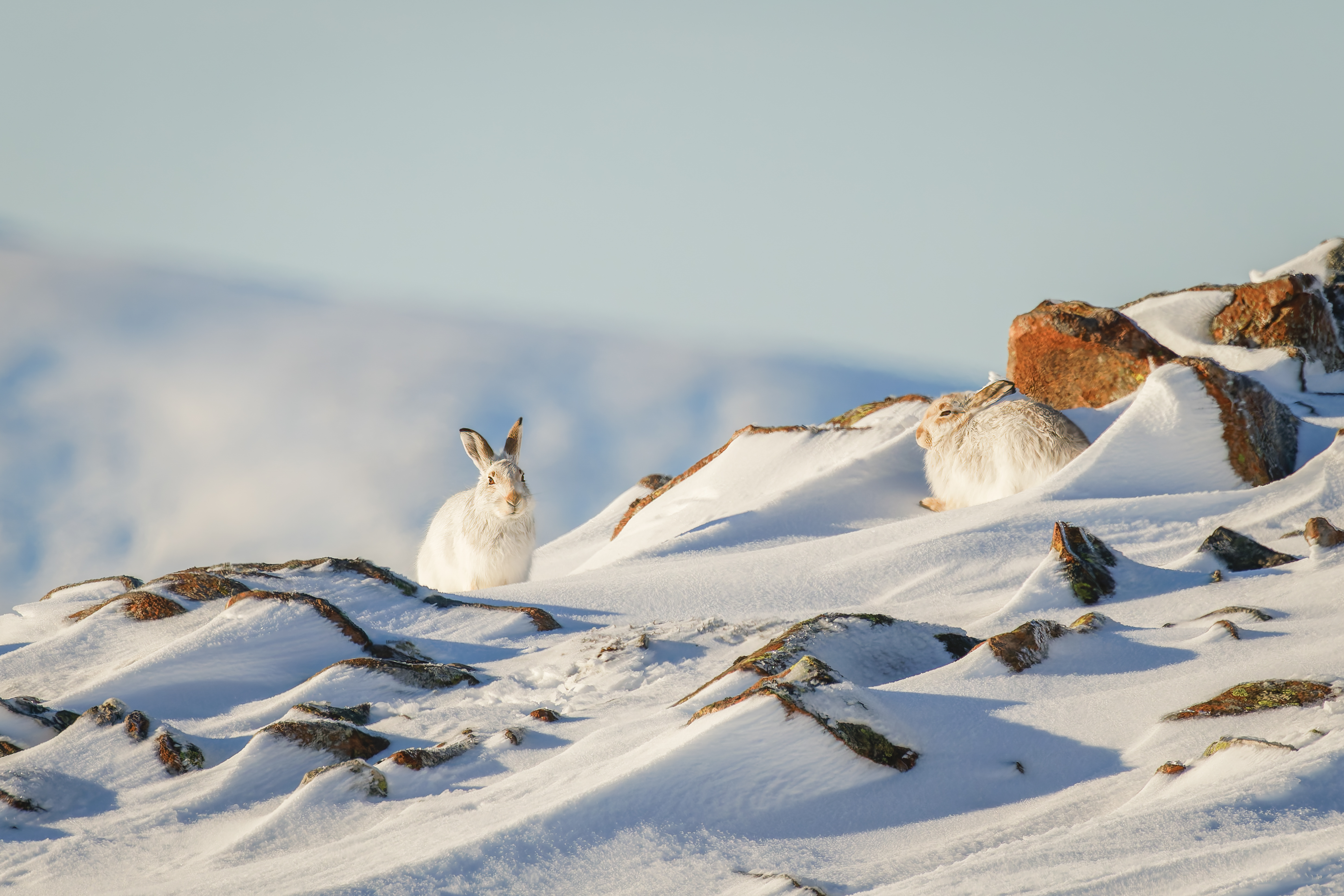 Glenshee Mountain Hare