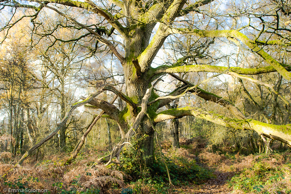 Frithsden Beeches Emma Solomon