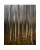 Silver Birches