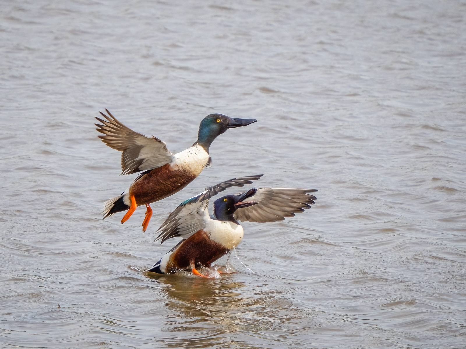 Shovellers Taking Off (Maggie Bullock)