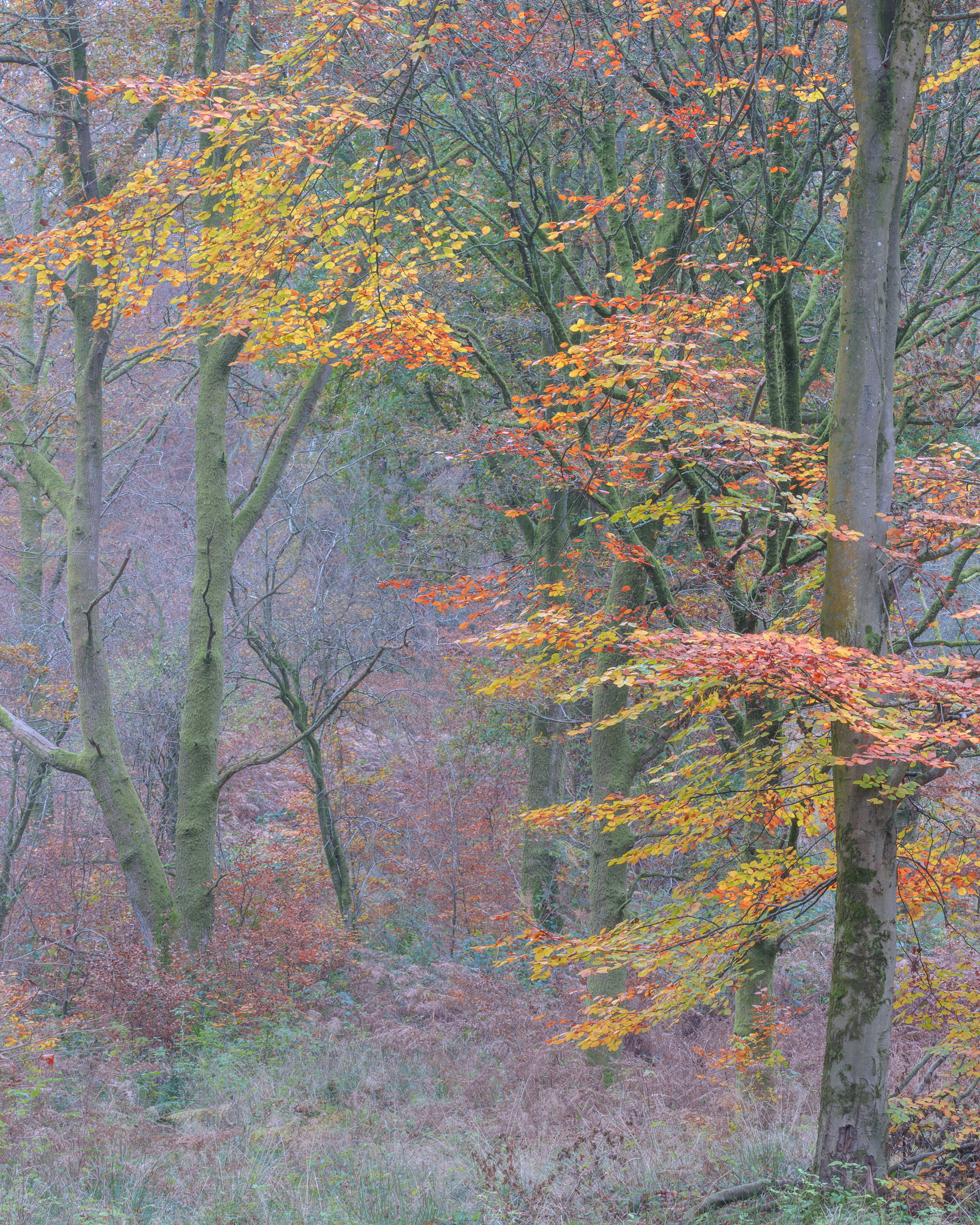 Autumn Trees