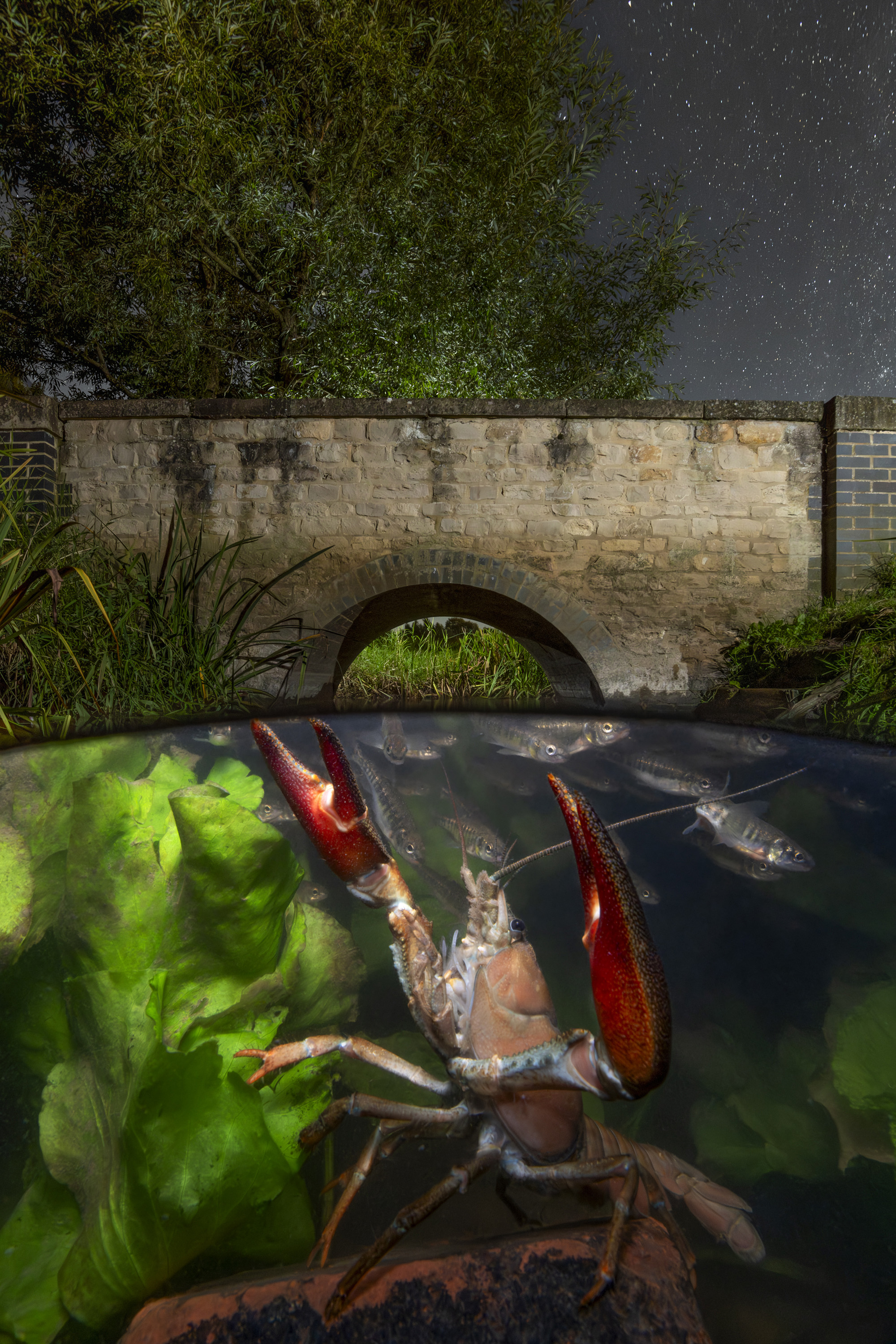 Crayfish At Night